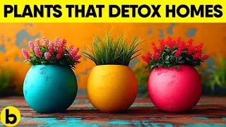 Thumbnail: Your Home Is More Toxic Than You Think — Add These Plants NOW!