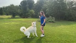 Thumbnail: Kody & Willow the Alaskan Malamutes | Recall, Leash & Leave It | Final Week of Board & Train