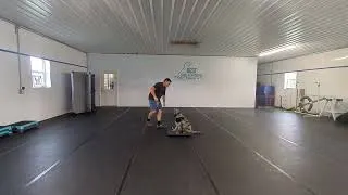 Thumbnail: Reggie the Blue Merle Golden doodle puppy school