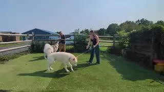 Thumbnail: Willow & Kody the Alaskan Malamutes | Recall, Leash & Obedience Together | Week 3 Board & Train