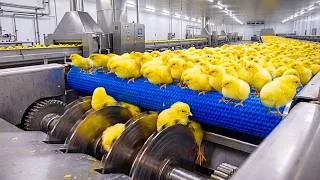 Thumbnail: Inside a Massive Chicken Factory | How Millions of Eggs Become Broiler Chickens Full Factory Process