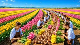 Thumbnail: How Millions of Tulip Bulbs Are Processed in a Massive Factory | Full Factory Process