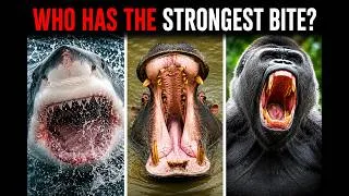 Thumbnail: Which Animal Has The Strongest Bite?