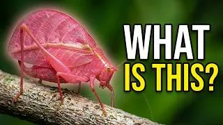 Thumbnail: 11 RAREST Pink Animals Found in Nature