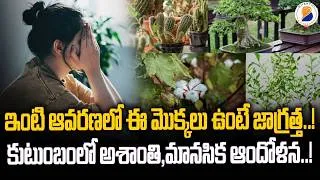 Thumbnail: ఇంటి ఆవరణలో ఈ మొక్కలు ఉంటే జాగ్రత్త..! కుటుంబంలో అశాంతి,మానసిక ఆందోళన..! | Dharma Sandehalu