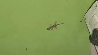 Thumbnail: Lizard video for kids