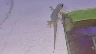 Thumbnail: Chipkali wala video | girgit wala video | Lizard video