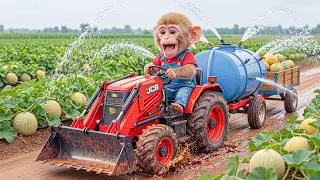 Thumbnail: Monkey Nana Uses JCB to Plow the Melon Field After Drought… Something Surprising Happens! 🚜🍈😱