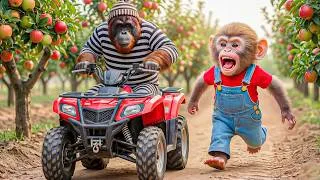 Thumbnail: Monkey Nana Drives a JCB to Harvest Apples… But a Thief Sets a Saw Trap! Smart Monkey Saves the Day