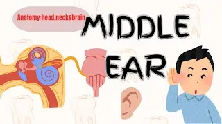 Thumbnail: Middle ear | Bibliodent | Anatomy