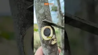 Thumbnail: pohon khas di indonesia