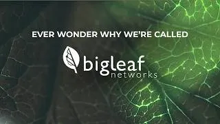 Thumbnail: Why It's Called Bigleaf: Nature's Blueprint for Network Performance