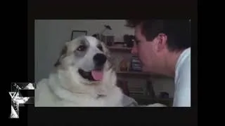 Thumbnail: Animals Can Be Such Jerks, You Cann't Imagine How Bad They Can Be