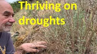 Thumbnail: The Ecology of Climate Extremes: Lessons from Breckland
