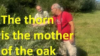 Thumbnail: Thorny shrub - tree cycles
