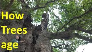 Thumbnail: Survival, decay and death of veteran trees