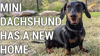 Thumbnail: Billy the Dachshund enjoys his new home
