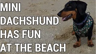 Thumbnail: Billy the dachshund is not a puppy any more
