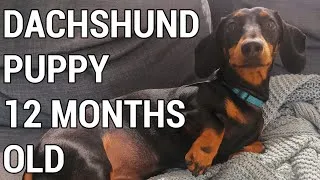 Thumbnail: Dachshund puppy 12 months old