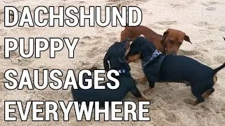 Thumbnail: Dachshund puppy goes to Kurnell Beach