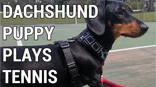 Thumbnail: Dachshund puppy plays tennis