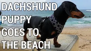 Thumbnail: Dachshund puppy goes to Cronulla's, Wanda Dog Beach