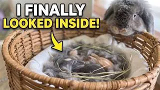 Thumbnail: I FINALLY LOOKED INSIDE…