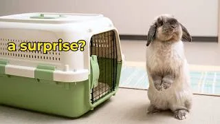 Thumbnail: I Brought Home a Rabbit With a Secret