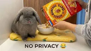 Thumbnail: What Mornings Are Really Like With Rabbits