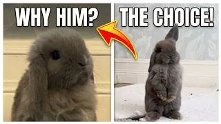 Thumbnail: There's a Reason Everyone Loves This Rabbit