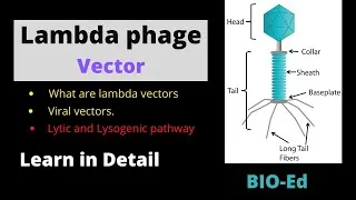 Thumbnail: Lambda phage Vector. | rDNA Technology |
