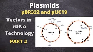 Thumbnail: Vectors Based on Plasmid DNA| pBR 322 and pUC19 | Part-2