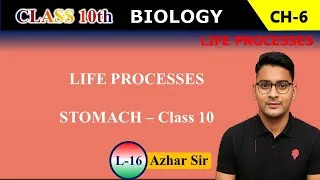 Thumbnail: Stomach Explained | Nutrition in Humans | Class 10 Biology – Life Processes