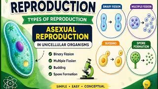 Thumbnail: types of reproduction | asexual reproduction in unicellular organisms | binary fission