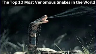 Thumbnail: Top 10 Most Venomous Snakes in the World