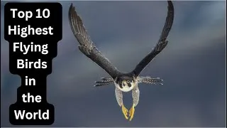 Thumbnail: Top 10 Highest Flying Birds in the World