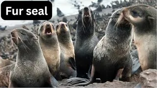 Thumbnail: Fur seal