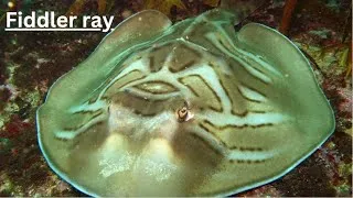 Thumbnail: Fiddler ray