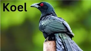 Thumbnail: koel