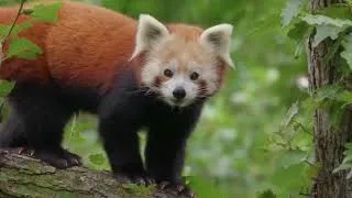 Thumbnail: Red Panda