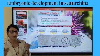 Thumbnail: Embryonic Development in Sea Urchins ||  Development of Three Germ Layers || CSIR UGC NET