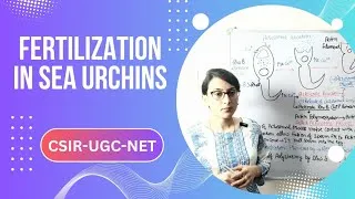 Thumbnail: Fertilization in Sea urchins || Sea urchins Development (Part-1)