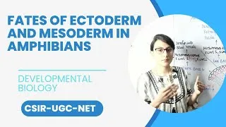 Thumbnail: Fates of Ectoderm and Mesoderm in Amphibians || Ectoderm and Mesoderm differentiation in Amphibians 