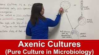 Thumbnail: Axenic Culture in Microbiology