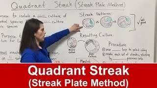 Thumbnail: Quadrant Streak (Streak Plate Method)