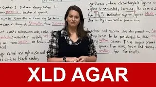 Thumbnail: XLD Agar (Xylose Lysine Deoxycholate Agar)