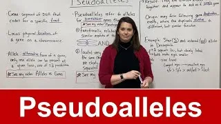 Thumbnail: Pseudoalleles