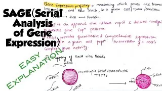 Thumbnail: SAGE(Serial Analysis of Gene Expression)#genomics #biotechnology #notes 