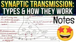 Thumbnail: Synapse physiology|| Synaptic Transmission#nervoussystem #humanphysiology #notes 