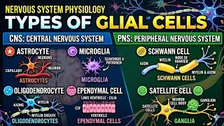 Thumbnail: Neuroglia Physiology|| Functions and structure of neuroglial cells #nervoussystem #humanphysiology